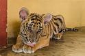 22 Tiger Kingdom